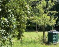 Beitrag Streuobstwiese Titelbild